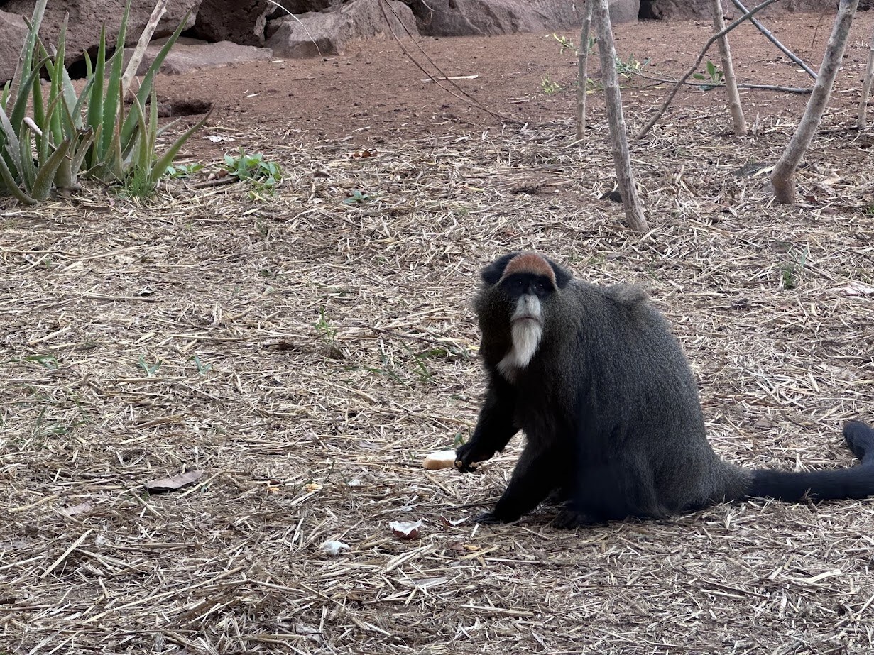 Monkey Park – transzfer és belépő – Fakultatív programok
